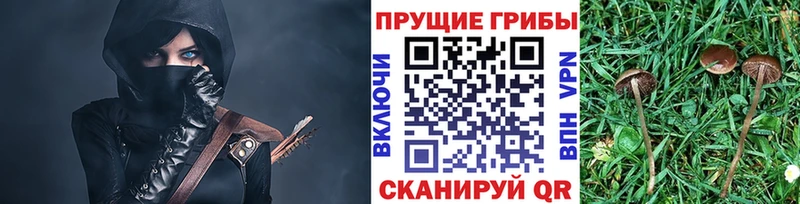 Купить где  Цимлянск  Псилоцибиновые грибы мицелий 